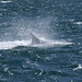 Puerto Madryn - Avvistamento Balene