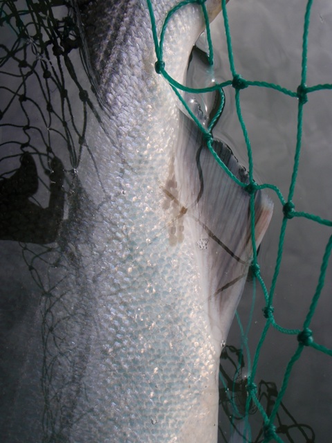 Rob Russell, Fall Chinook photos