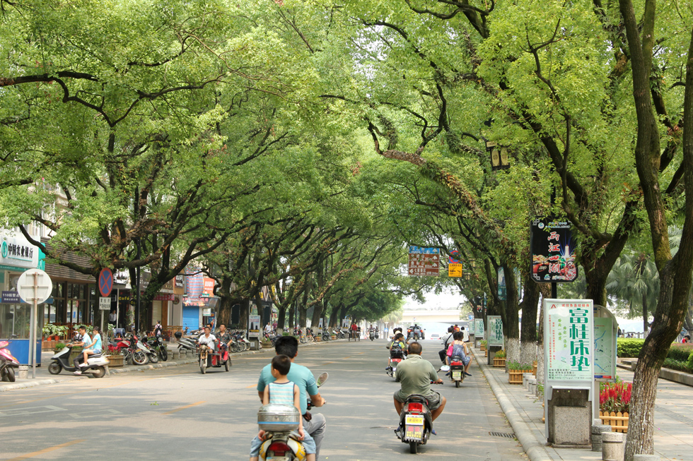 Beautiful Tree Lined Road in Guilin