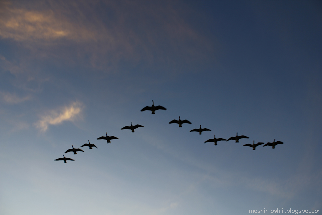 the flying ducks