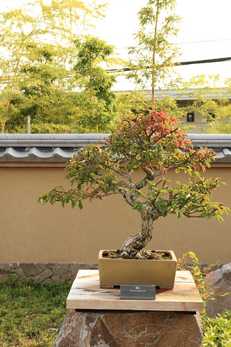 錦木 Nishikigi (Spindle Tree) - 盆栽美術館 - bonsai museum