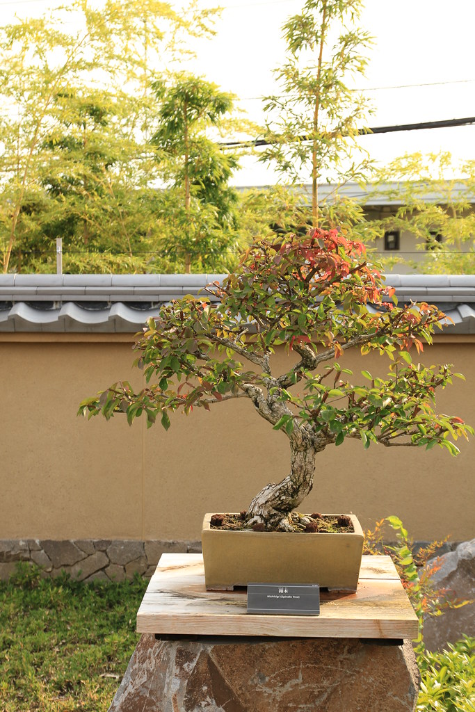 éŒ¦æœ¨ Nishikigi (Spindle Tree) - ç›†æ ½ by Norio.NAKAYAMA, on Flickr