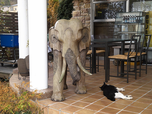 elephant and cat
