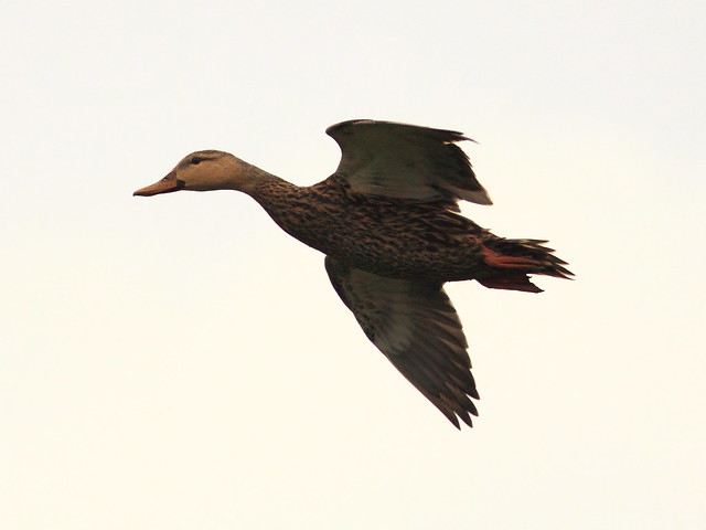 Mottled Duck 20111016