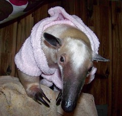 Pua showing off her new robe