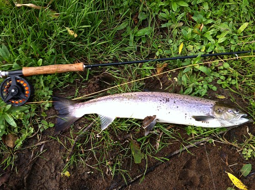 My first salmon by geordietrout@ymail.com