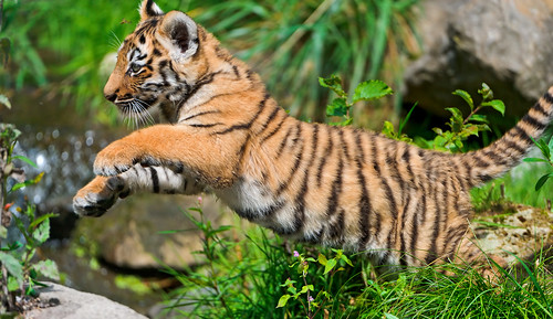  無料写真素材, 動物 , 虎・トラ, 跳ぶ・ジャンプ  
