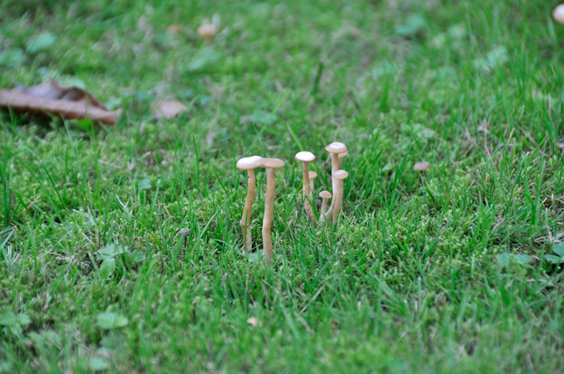 mushrooms-on-lawn