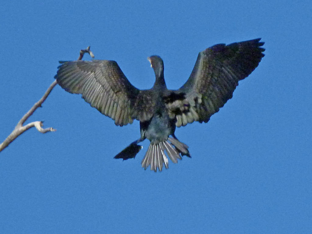 07-11-2011-cormorant