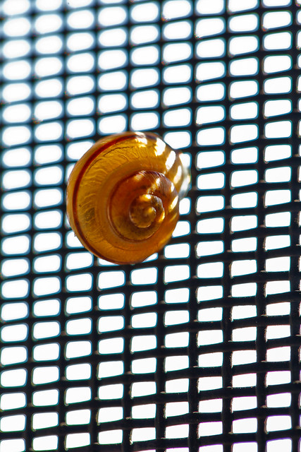 263/365 - September 20, 2011 - Snail Screen