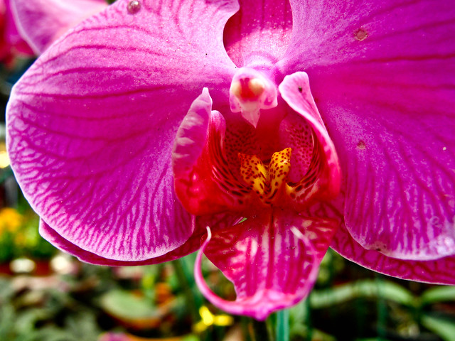 IMG_2353 Pink Orchid