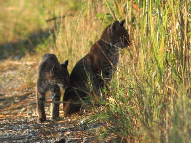 Bobcat cub and adult 2-20111103