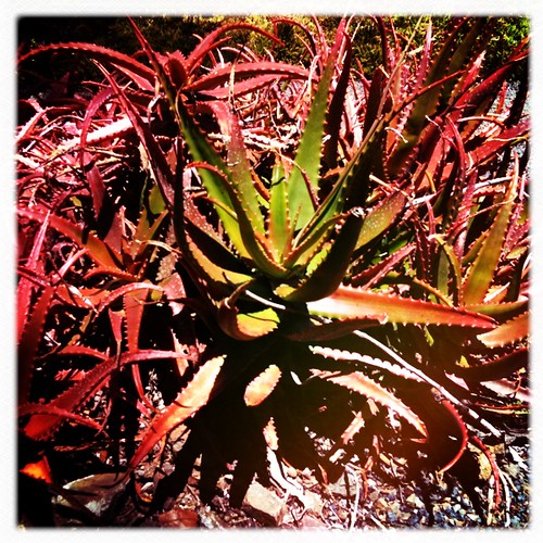 Aloe by FarOutFlora