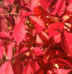 Scarlet Leaves (Burning Bush) by randubnick
