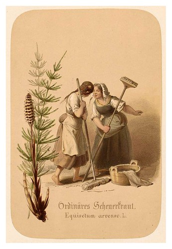 006-Mezcla de hierbas vulgares-Illustrirtes Kräuterbuch –Aquarelle- 1870-Adolf Schroedter