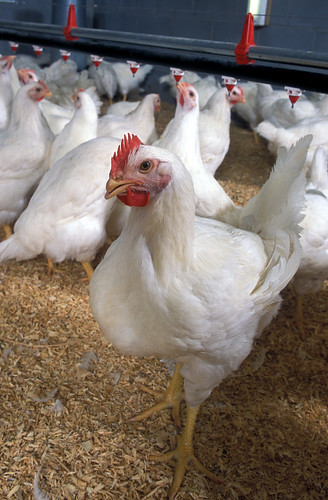 USDA is updating the definitions for poultry classes, such as broiler or roaster, which are based on the sex and age of the bird when harvested. 