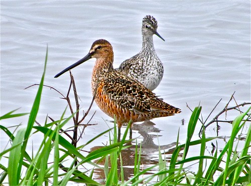 Long-billed Dowitcher with Lesser Yellowlegs 07