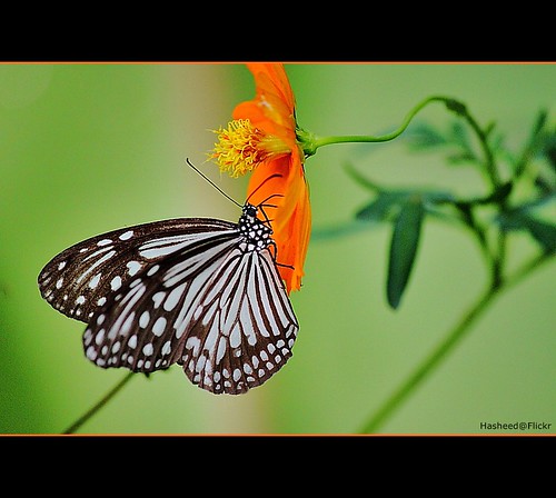  A butterfly lights beside us like a sunbeam.... by H a s h e e d