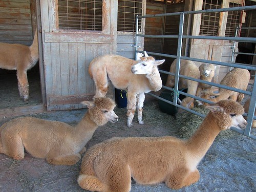 Sweet alpacas