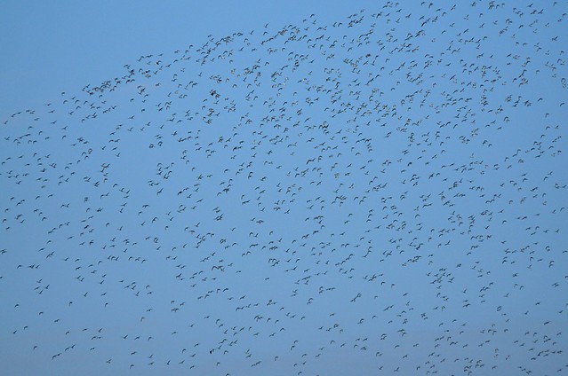 25200 - Golden Plovers, Titchwell