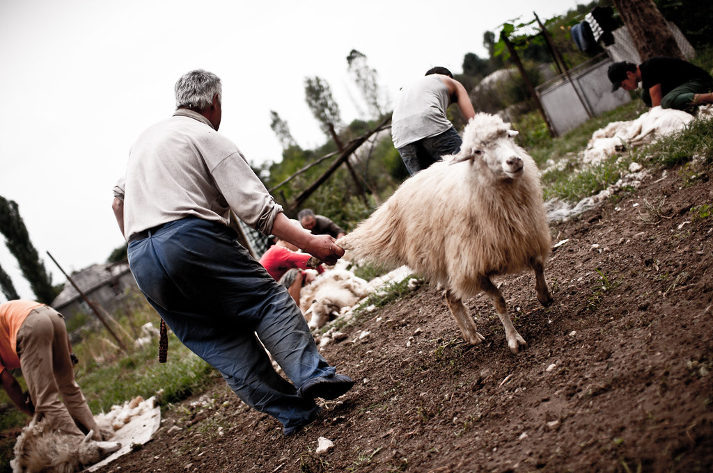 Schafscherung