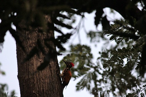 An incredibly shy bird, aptly called The Lesser Spotted Woodpecker!
