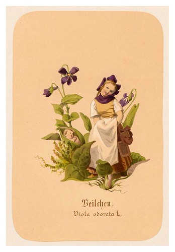 009-Violetas-Illustrirtes Kräuterbuch –Aquarelle- 1870-Adolf Schroedter