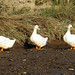 Ducks (3)