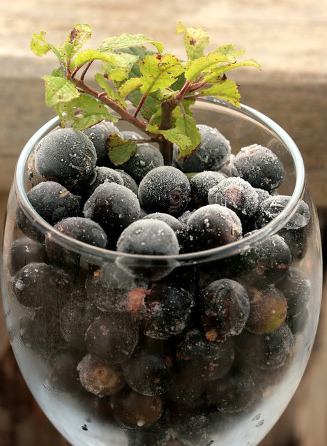 Sloes in a glass