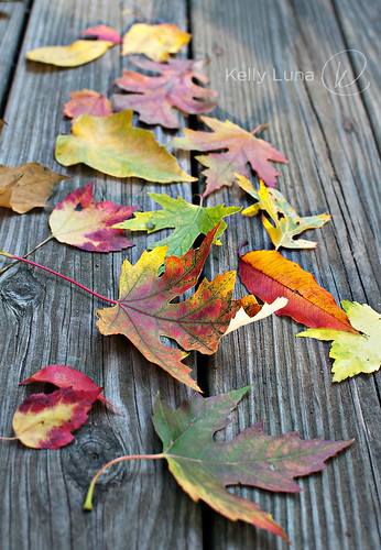all leaves-angle 10-9