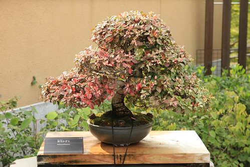 初雪かずら Hatsuyukikazura - 盆栽美術館 - bonsai museum