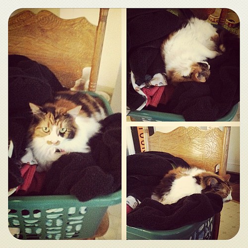 This is what happens if you walk away from a basket of laundry around this place. #cat