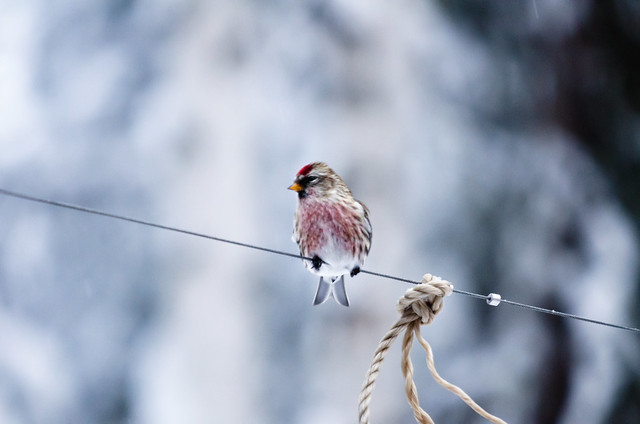 Redpoll on a wire