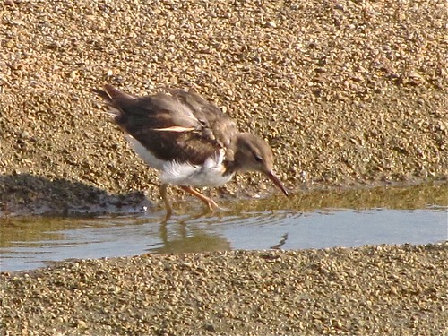 Spotted Sandpiper at Gridley Wastewater Treatment Ponds 05