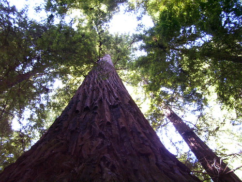Redwoods so tall
