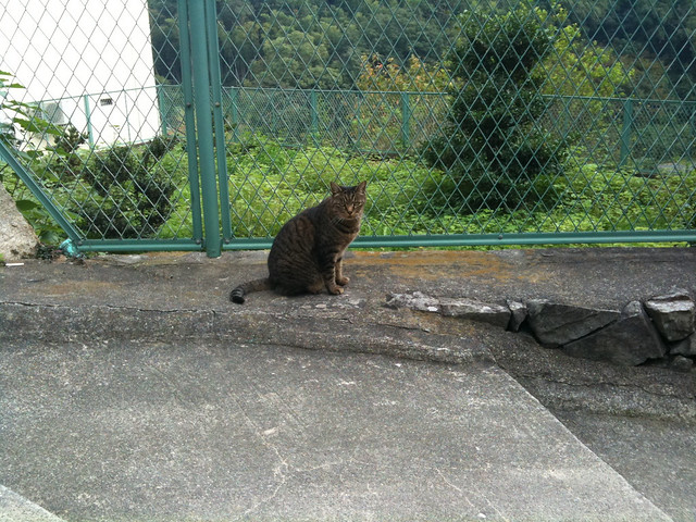 Tosay's Cat2011-10-08