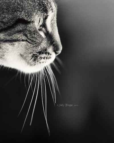 It's all about the whiskers.