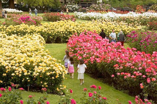 San Jose Municiplal Rose Garden on Mother's Day 2011 