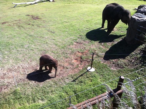 Baby Elephant at the Oklahoma City Zoo