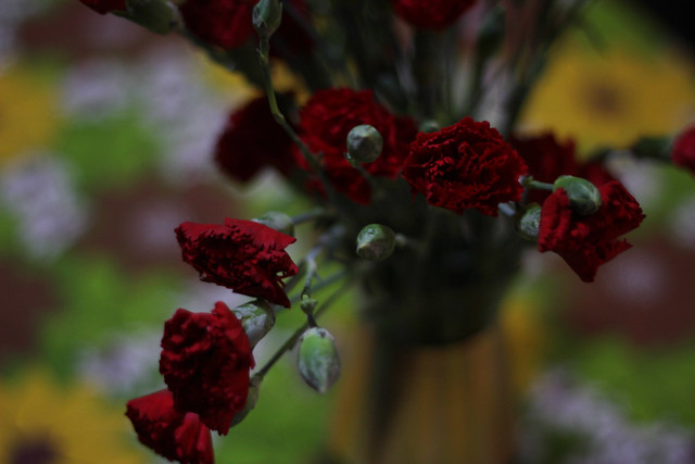 red carnations 