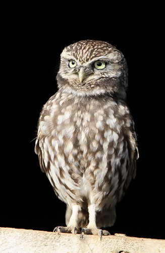 LITTLE OWL by Dean Eades - BirdMad