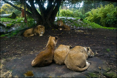 Auckland Zoo - Lions