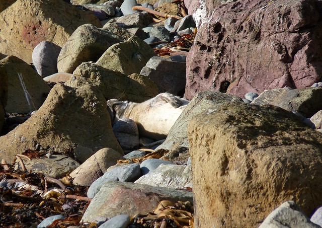 25264 - Seal Pup, Porthlysgi Bay
