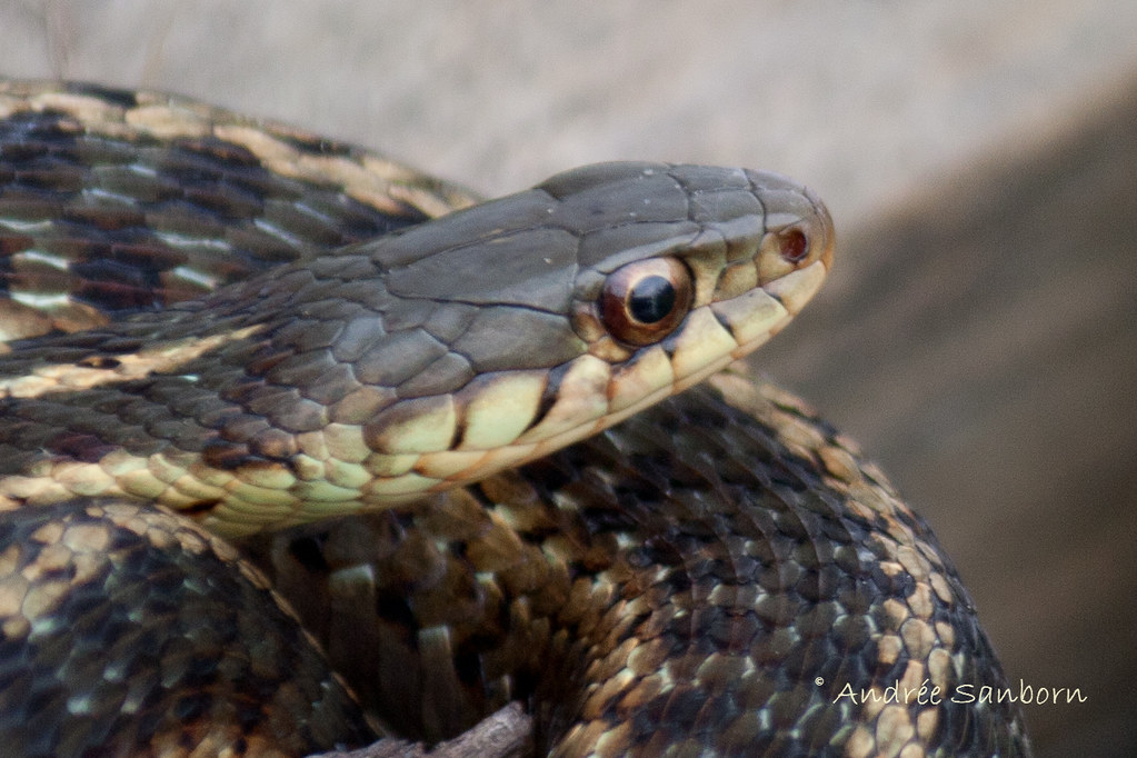 Common Garter Snake-6.jpg