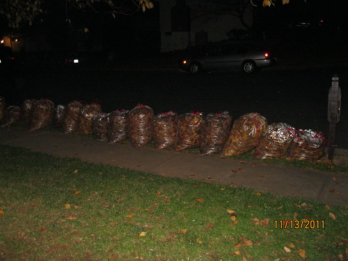 11/13/11: Winning the leaf bag collection race for the weekend.