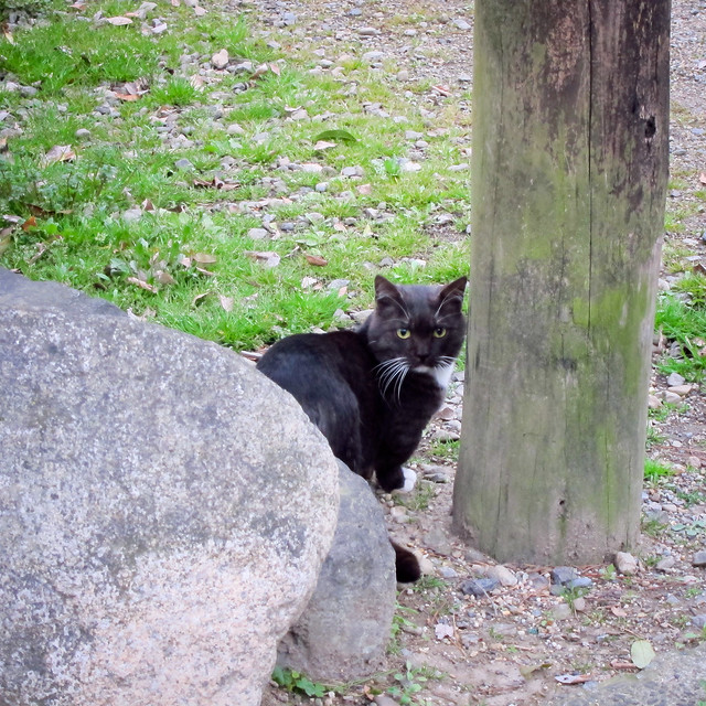 Today's Cat@2012-03-30