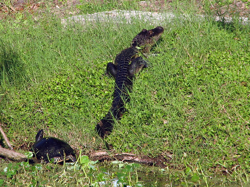 American Alligator with turtle