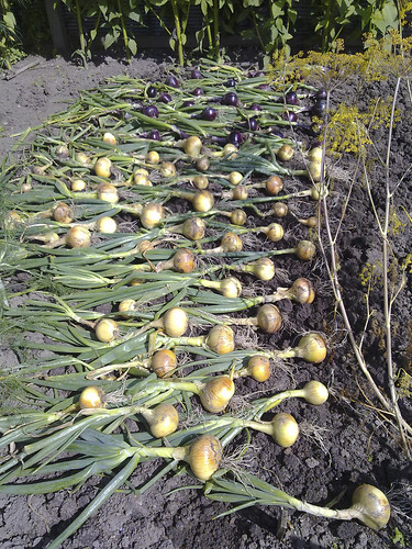 2010_08_31_Onion harvest 2