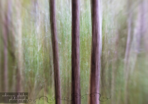 spring abstract_9