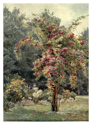005- Trepadora carmesi-The garden that I love-1906-George S. Elgood